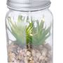 Kyala Decorative Plant