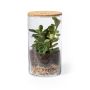 Terrarium Animator