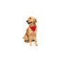 Roco Bandana Collar