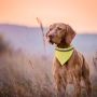 Bipols Bandana Collar