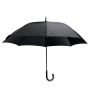 Campbell's Umbrella Tree