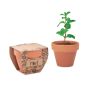 Mint seeds in a pot