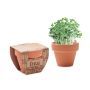 Cress seeds in a pot