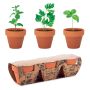 Terracotta pot set with 3 herbs
