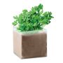 Compound Parsley Seeds