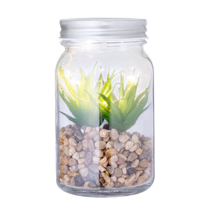 Kyala Decorative Plant
