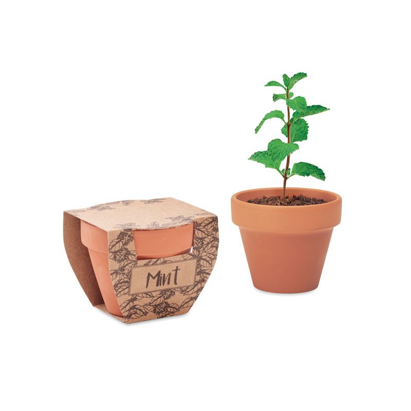 Mint seeds in a pot