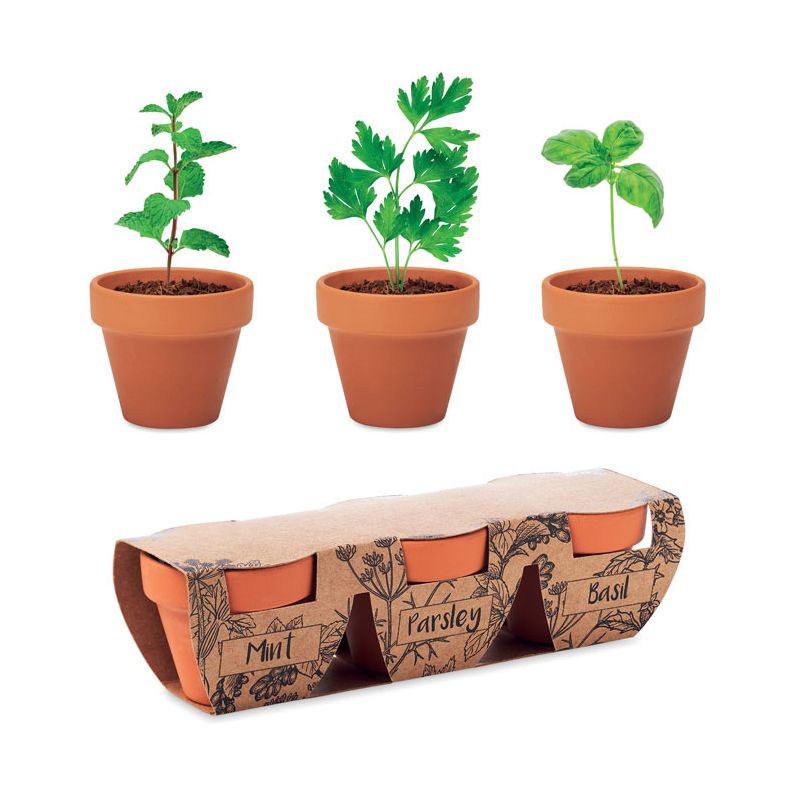 Terracotta pot set with 3 herbs