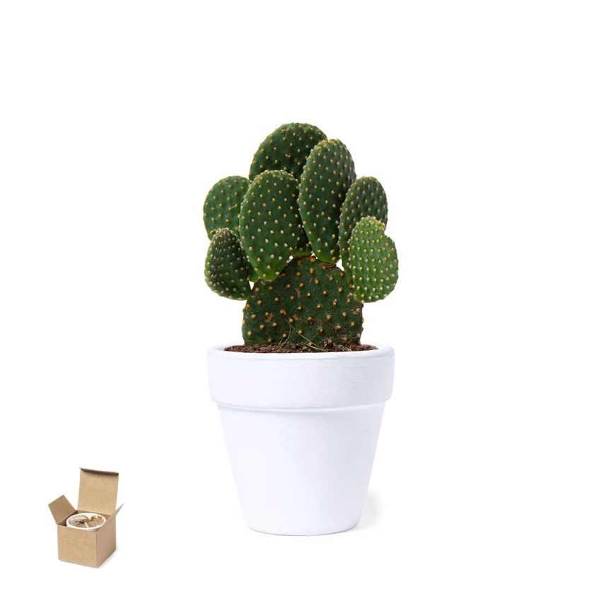 Flowerpot Konte