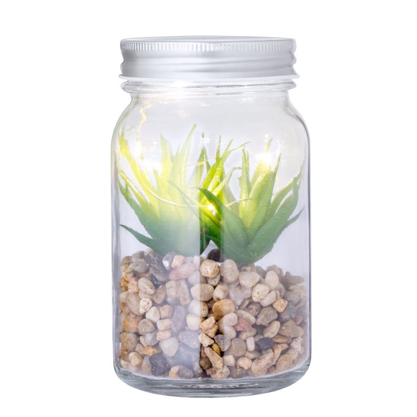 Kyala Decorative Plant