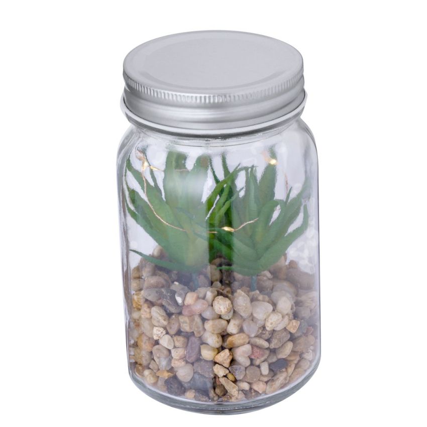 Kyala Decorative Plant