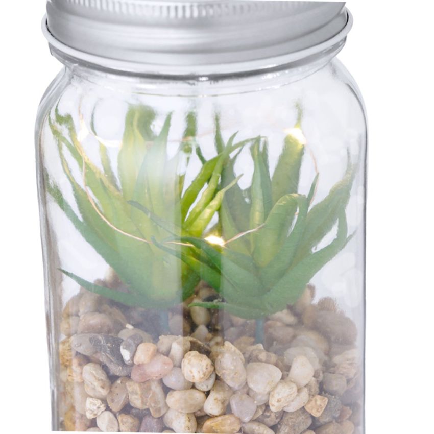 Kyala Decorative Plant