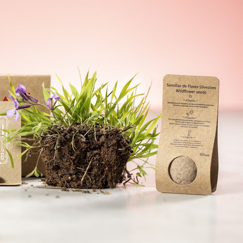 Mussox Seed Candy