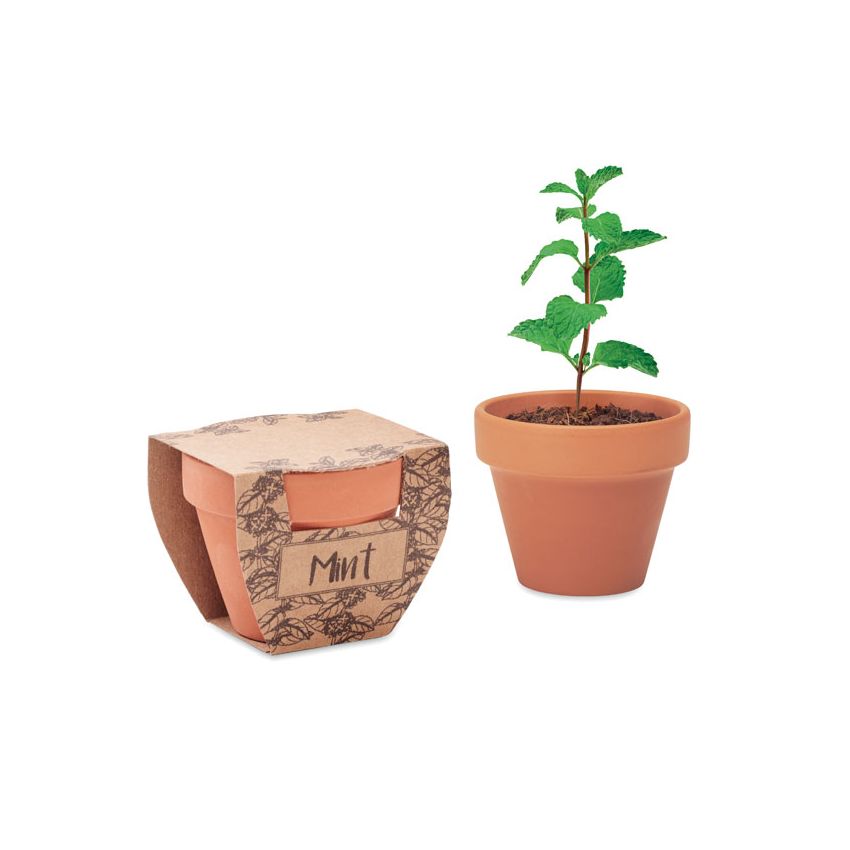 Mint seeds in a pot