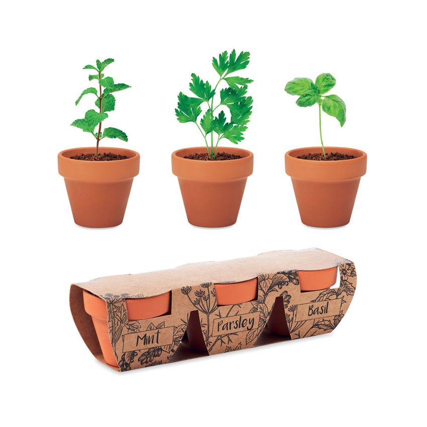 Terracotta pot set with 3 herbs