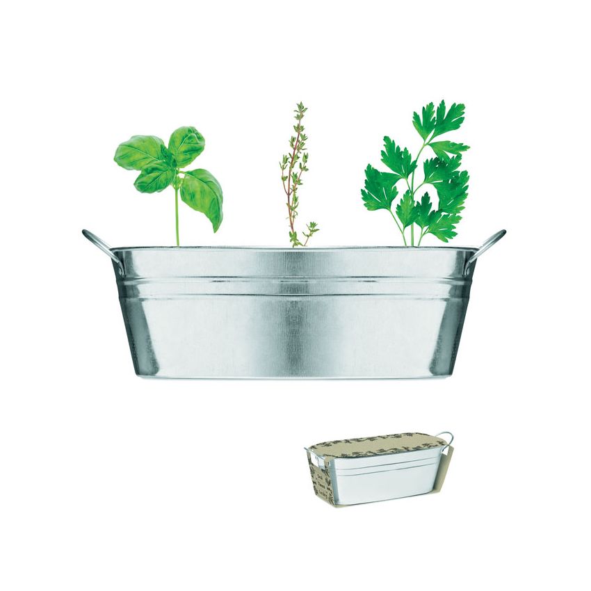Glass with 3 herb seeds